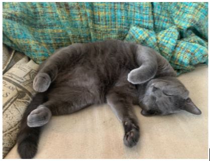 Junior Colton Perrott’s newly rescued cat lounges around. Perrott adopted him recently from his father’s coworker who recently discovered they were allergic to cats and had to rehome him.