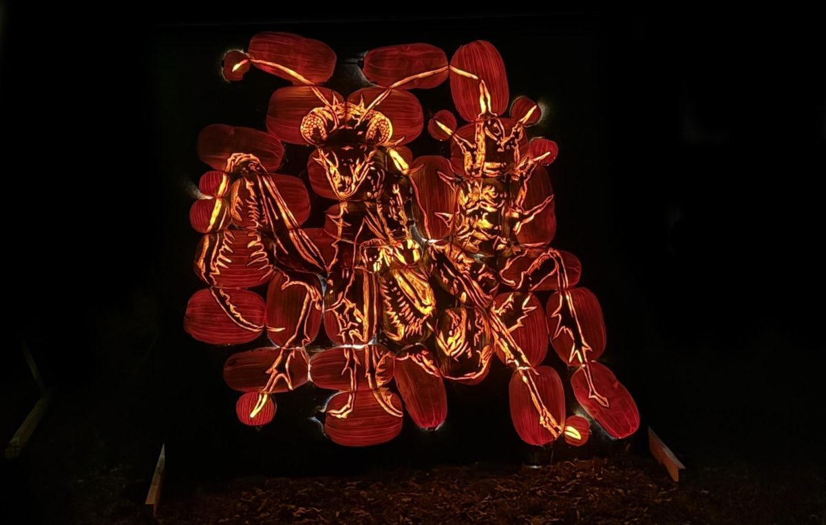 Visitors to Pumpkins After Dark in New Caney can see sights like this praying mantis art that is created by using 40 separate carved pumpkins.